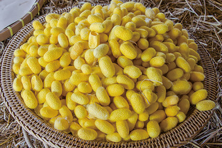 タイ産ゴールデンシルク(加水分解シルク)