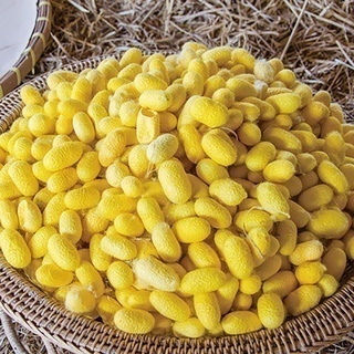 タイ産ゴールデンシルク